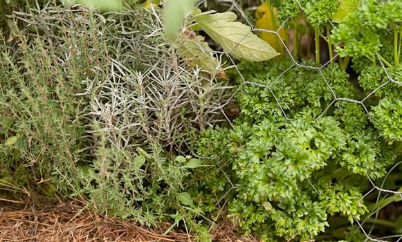 Organic herb garden with thyme curry plant parsley healthy plants