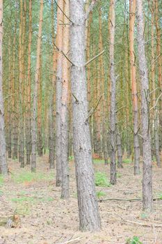 ��ypical pine forest near Wagrowiec in Greater Poland.