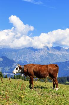 cow in a meadow of grass and wildflowers with the Alps in the background