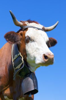 Portrait of Brown milk cow with bell in blue sky