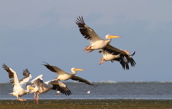 group of pelicans taking flight at Sahalin island, Danube Delta