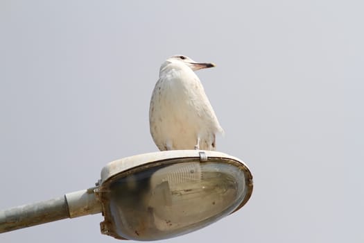 larus argentatus standing on top of  an electric pile