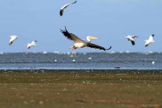 flock of white pelicans ( pelecanus onocrotalus ) flying over the sea on the east coast of Sahalin island