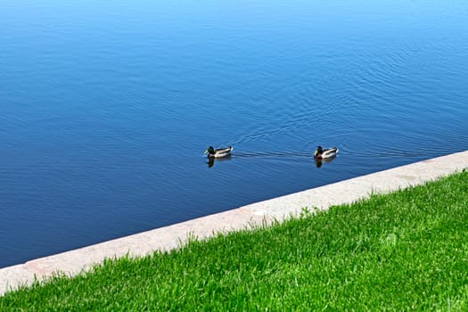 Two Ducks swimming on the Lake