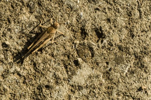 Brown cricket camouflage on dry ground under the sun