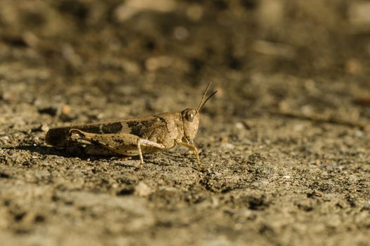 Brown cricket camouflage on dry ground under the sun