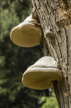 White mushrooms growing on tree trunk