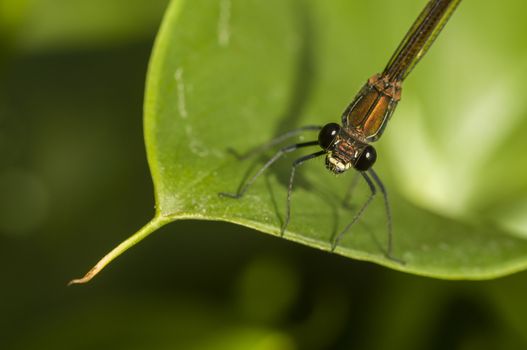 Female Calopterix damselfly resting on green leaf