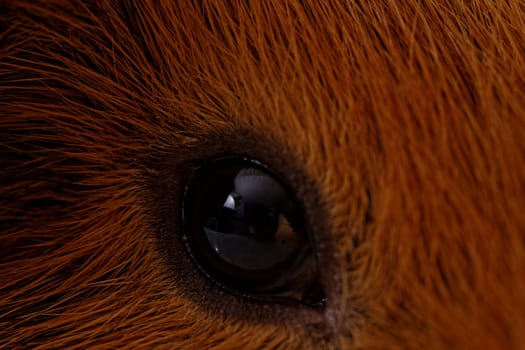 guinea pig eye close-up (macro)