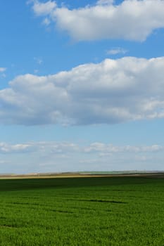 green wheat field under the blue cloudy sky