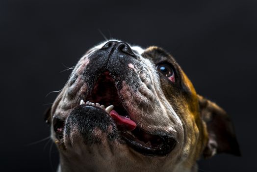 Young bulldog in studio closeup photo