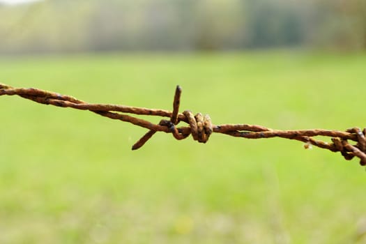 barbed Wire fence in front of the green meadow