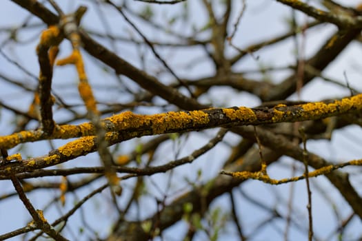 yellow fungus in the tree branch