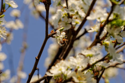 blossom tree with a bee pollination