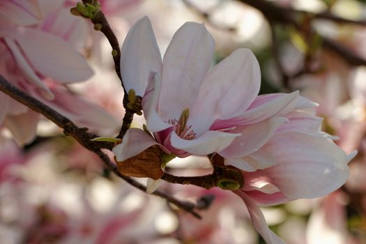 Spring Blossoms of a Magnolia tree