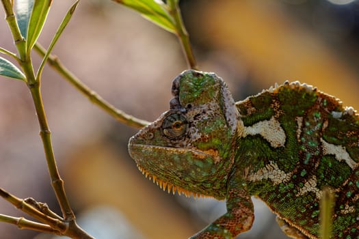 Chameleon on the leaf (Chamaeleo calyptratus)