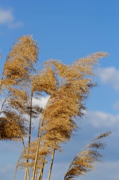 Reed in cloudy bright weather, the wind