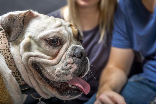 Young bulldog in studio closeup photo