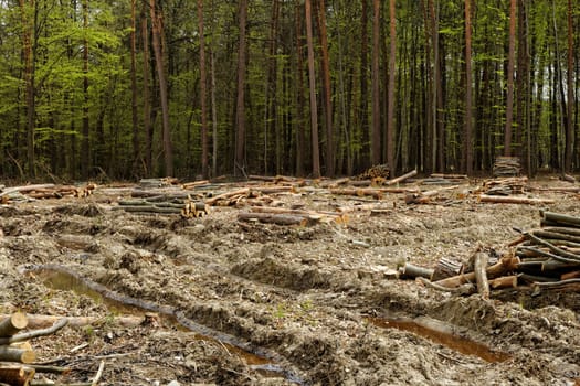 industrial deforestation and logging