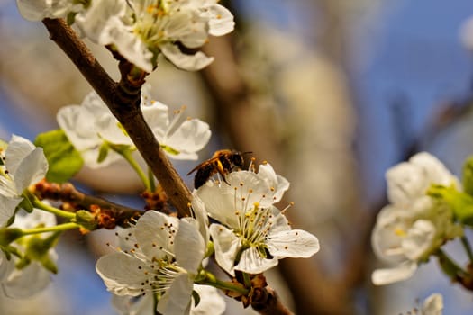 blossom tree with a bee pollination