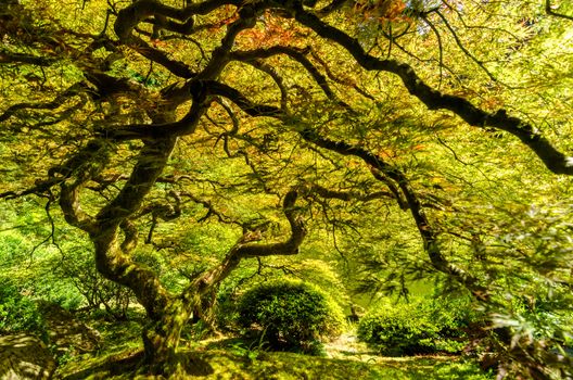 Japanese maple tree in the Japanese Garden in Portland, Oregon