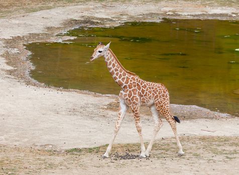 giraffe goes on the lake coast