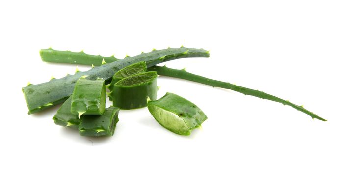 Aloe vera plant isolated on white