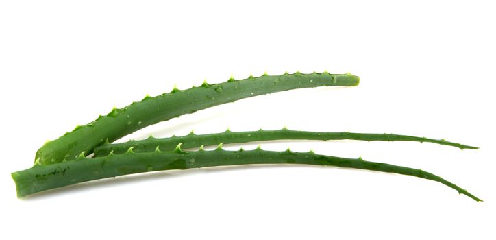 Aloe vera plant isolated on white