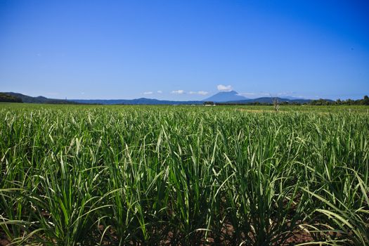 Wide angle shot of a green wheat field growing under a clear blue sky