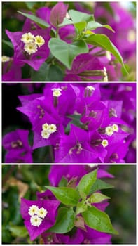 a bougainvillea always revives an environment
