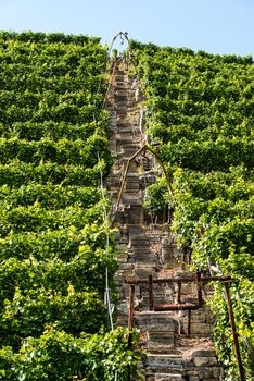 Vineyards in Stuttart - Bad Cannstatt: Very steep hills along river Neckar that can only be properly serviced using a lift