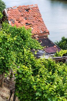 Vineyards in Stuttart - Bad Cannstatt: Very steep hills along river Neckar with an old rundown hut and the river in the background
