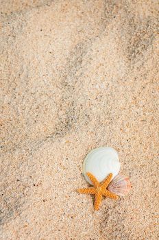closeup of beach with starfish and shells like summer vacation background