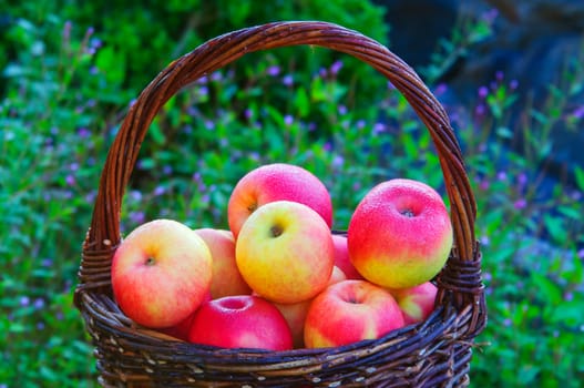 A basket with apples with dew in a garden. 