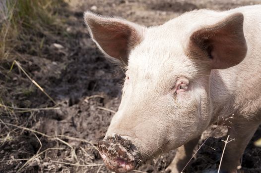 Pig on a Farm in Sweden