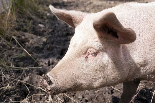 Pig on a Farm in Sweden