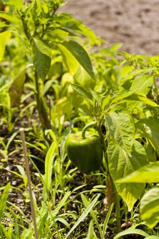 Pepper in a swedish Garden