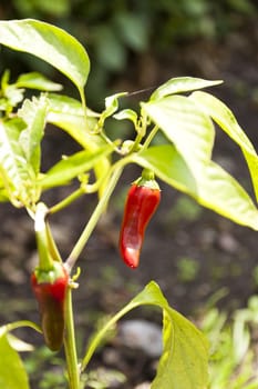 Pepper in a swedish Garden