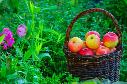A basket with apples with dew in a garden.
