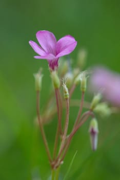 detail of a flower field