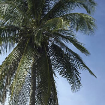 Large palm tree in the blue sky