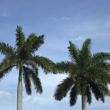 Large palm tree in the blue sky