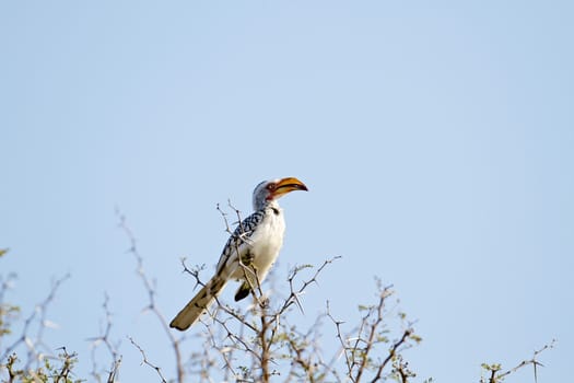 Southern Yellow-Billed Hornbill in the Kruger National Park