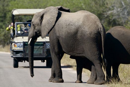 Elephant crossing the road with tourist on a tour, Africa