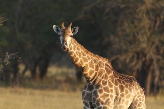 Giraffe, Kruger National Park, South Africa