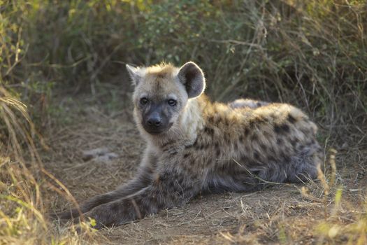 Spotted Hyaena cub near Skukuza in the Kruger National Park, South Africa