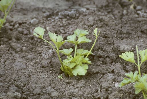 Close-up of young celery in the dirt