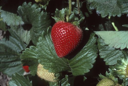Single red strawberry on plant in field