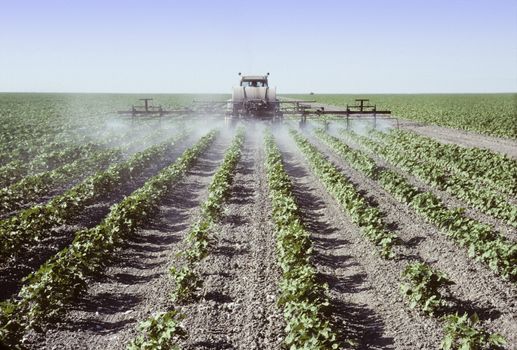 Crop sprayer spraying young cotton plants in a field in the San Joaquin Valley, California