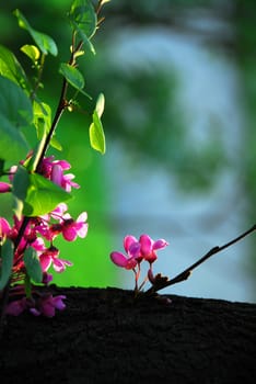blooming pink flowers on a tree branch at springtime outdoor